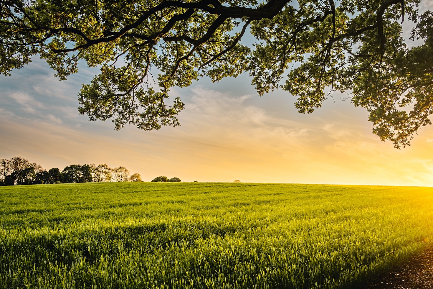 Building a Better Tomorrow Through Agriculture